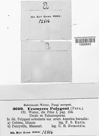 Uromyces polygoni-avicularis image